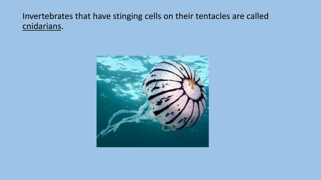 invertebrates that have stinging cells on their