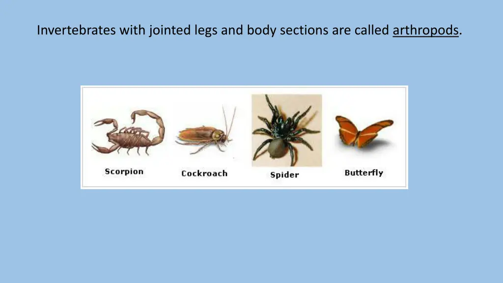 invertebrates with jointed legs and body sections