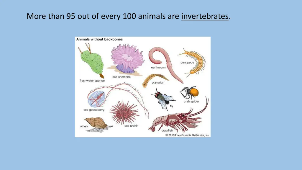 more than 95 out of every 100 animals