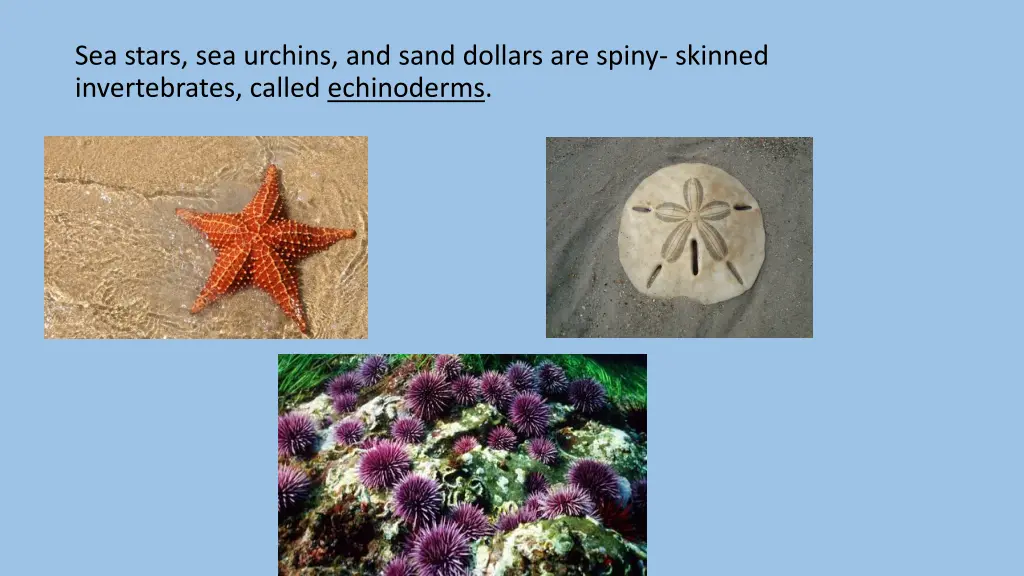 sea stars sea urchins and sand dollars are spiny