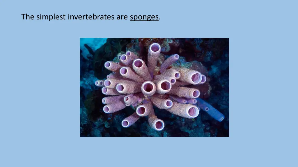 the simplest invertebrates are sponges