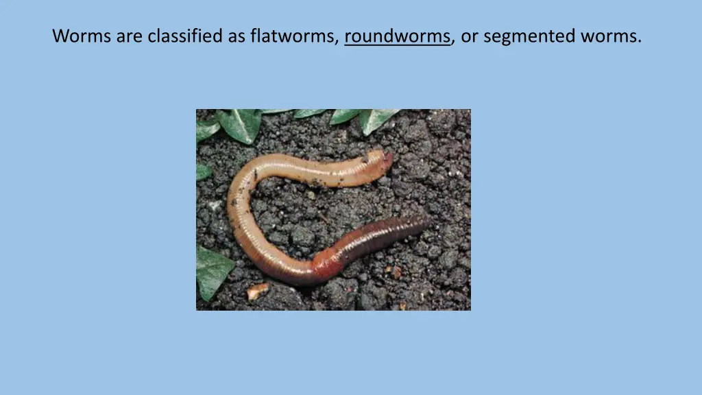 worms are classified as flatworms roundworms