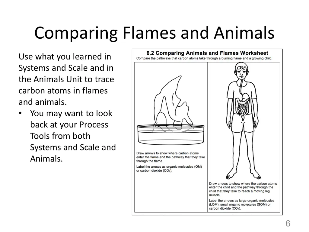 comparing flames and animals
