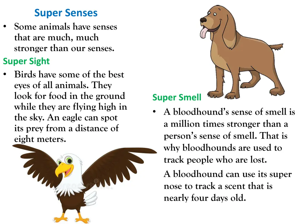 super senses some animals have senses that