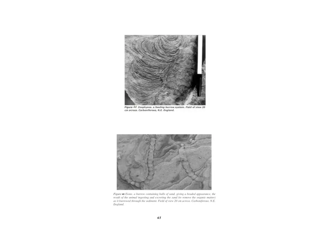 figure 44 zoophyeos a feeding burrow system field