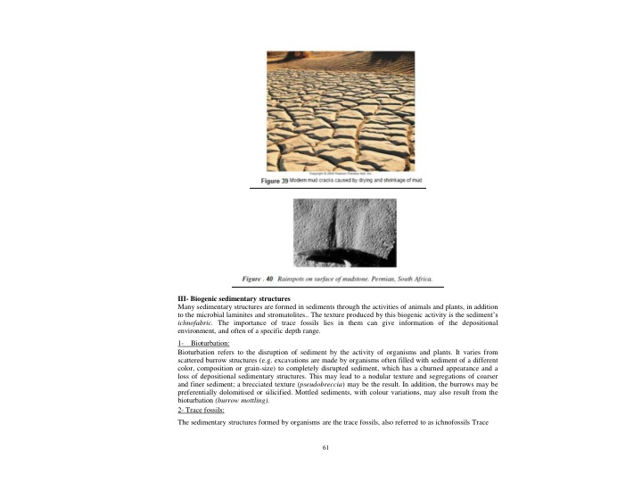 iii biogenic sedimentary structures many