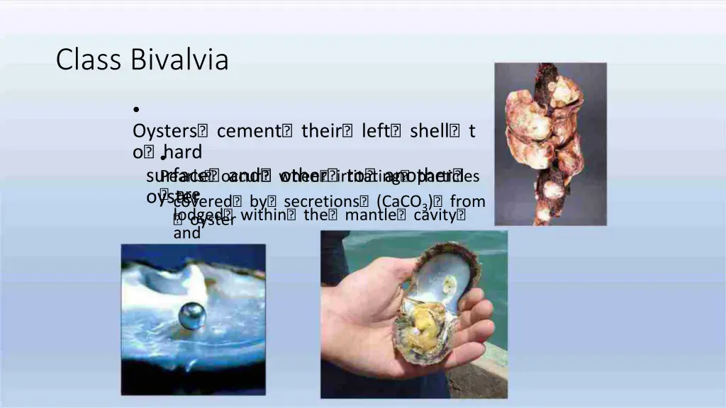 class bivalvia 1
