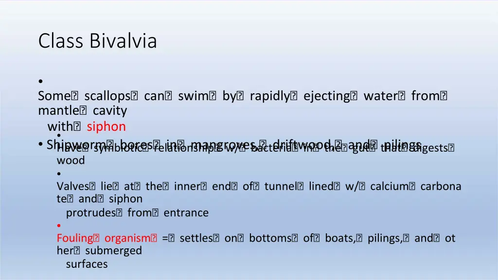 class bivalvia 2
