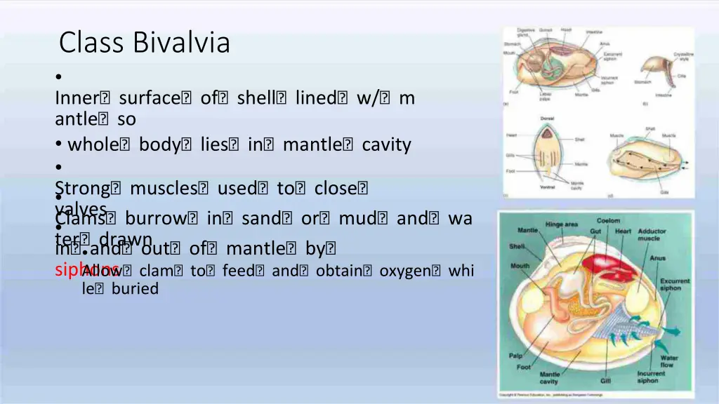 class bivalvia inner surface of shell lined