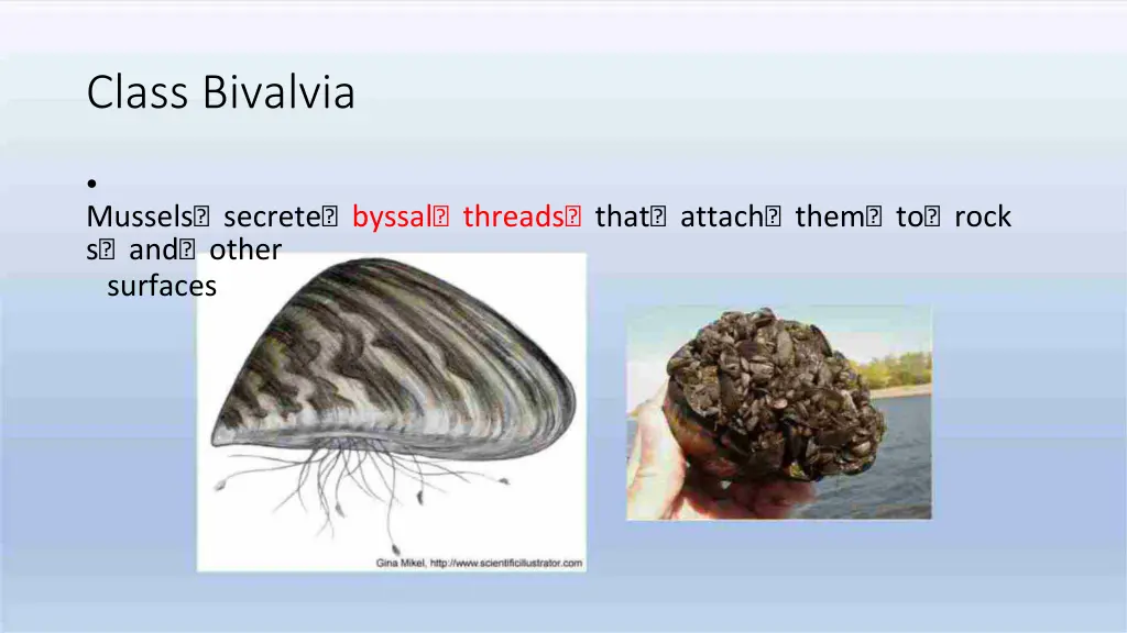 class bivalvia