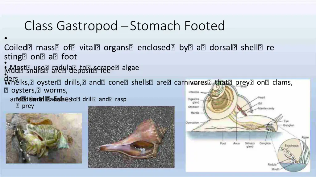 class gastropod stomach footed