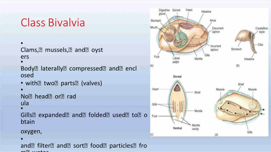 classbivalvia