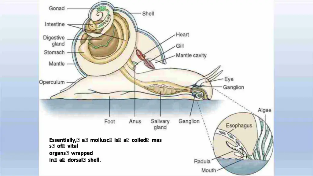 essentially essentially a a mollusc
