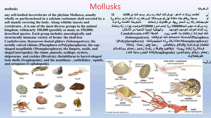 mollusks