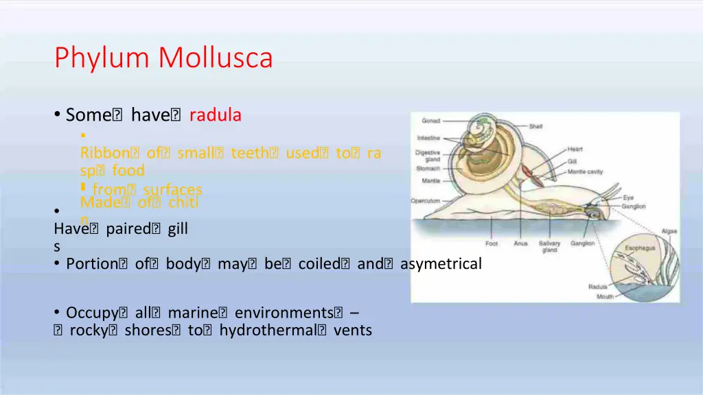 phylum mollusca 1