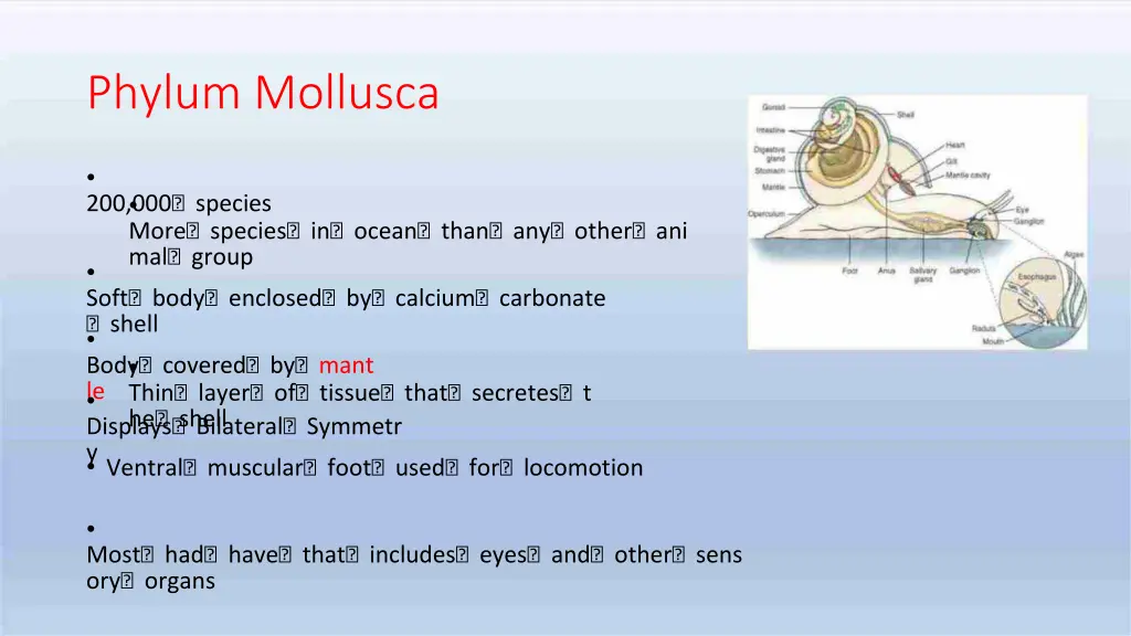 phylum mollusca