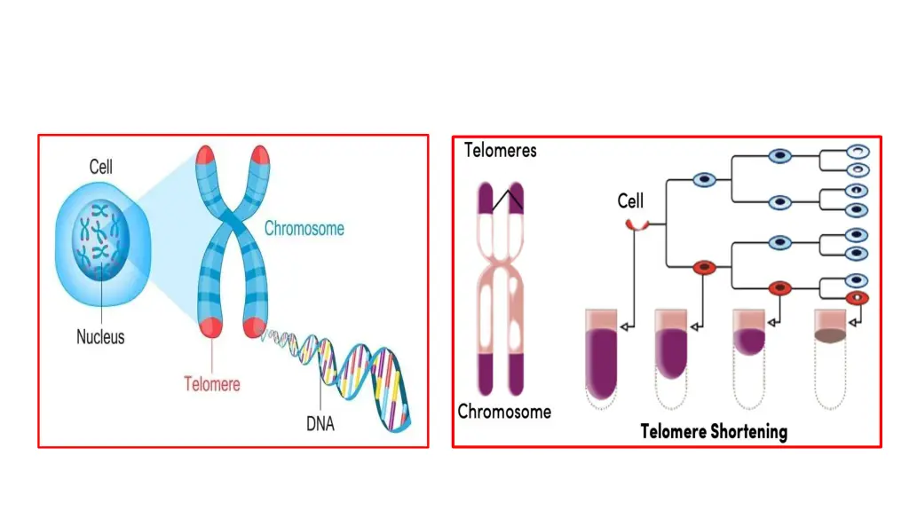 slide17