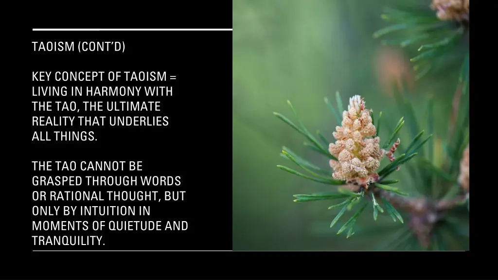taoism cont d