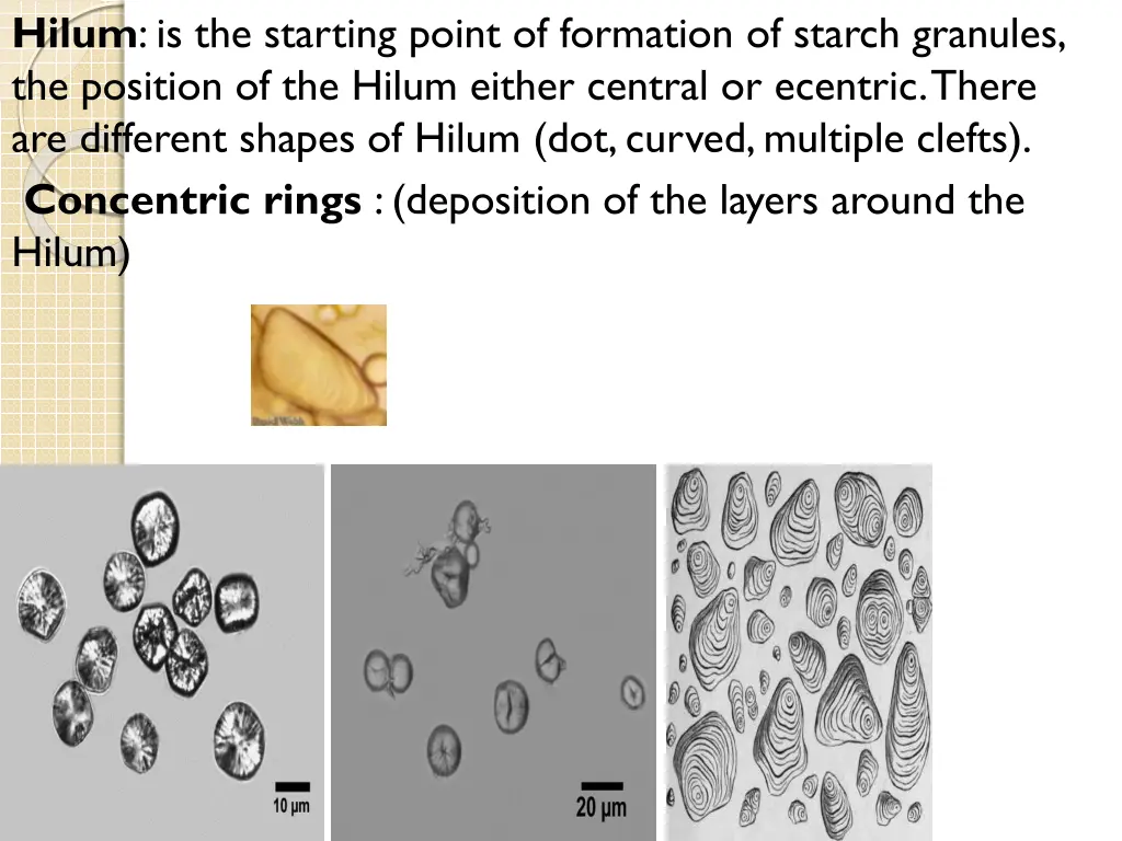 hilum is the starting point of formation