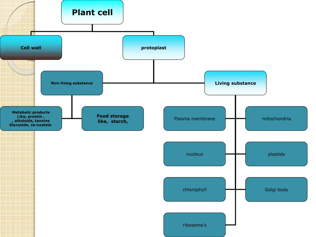 plant cell
