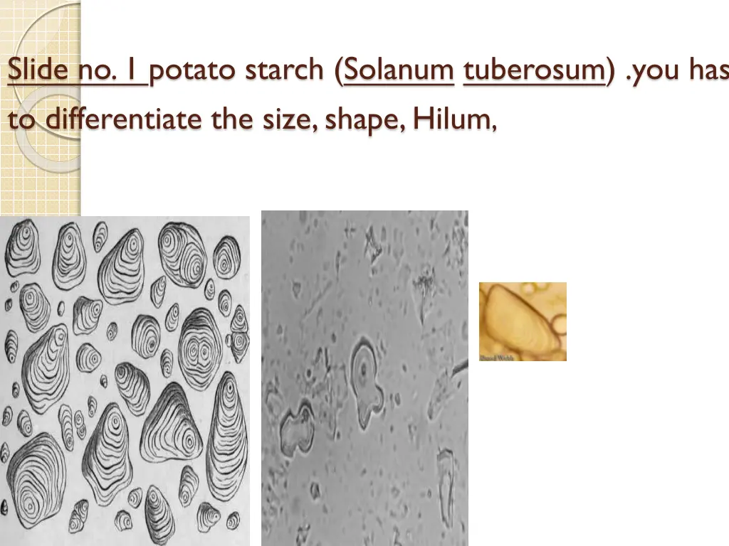 slide no 1 potato starch solanum tuberosum