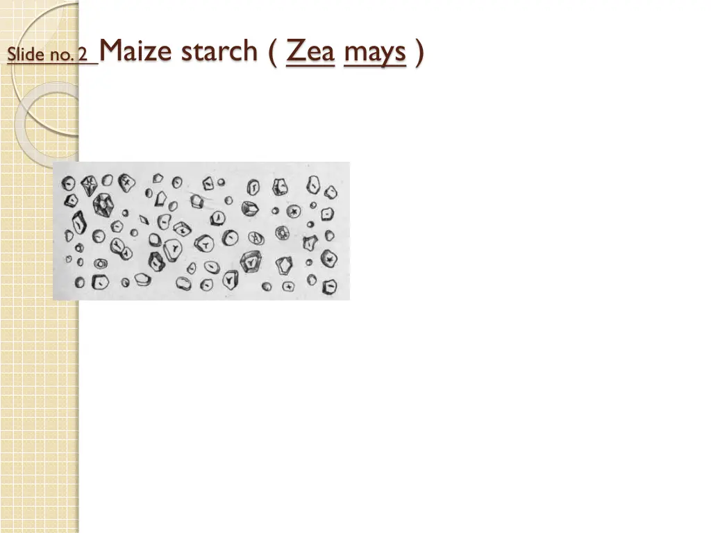 slide no 2 maize starch zea mays