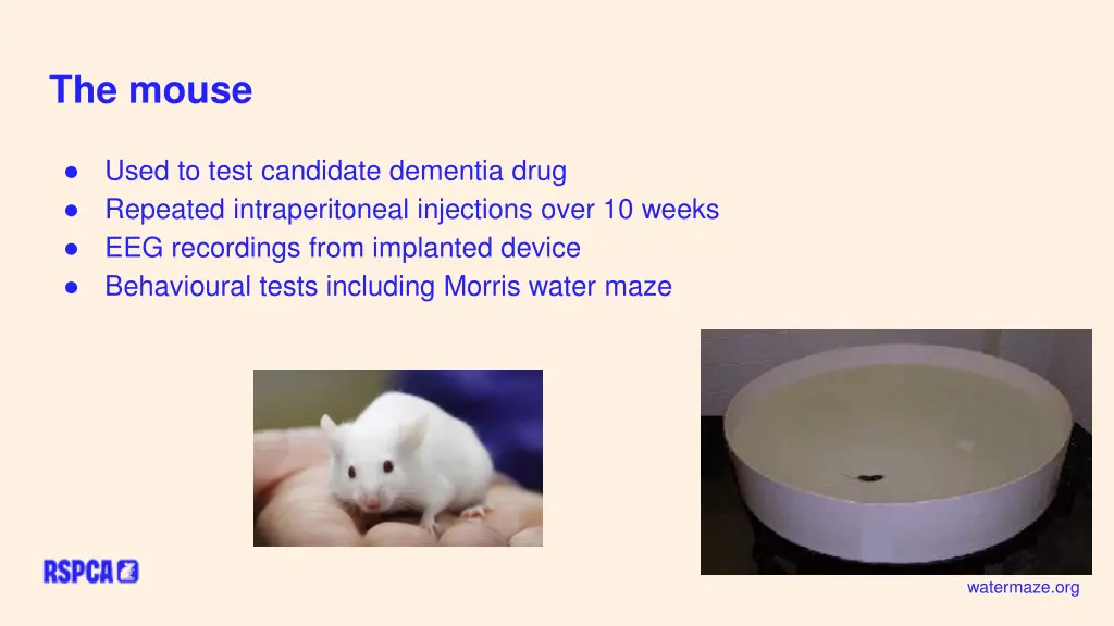 the mouse