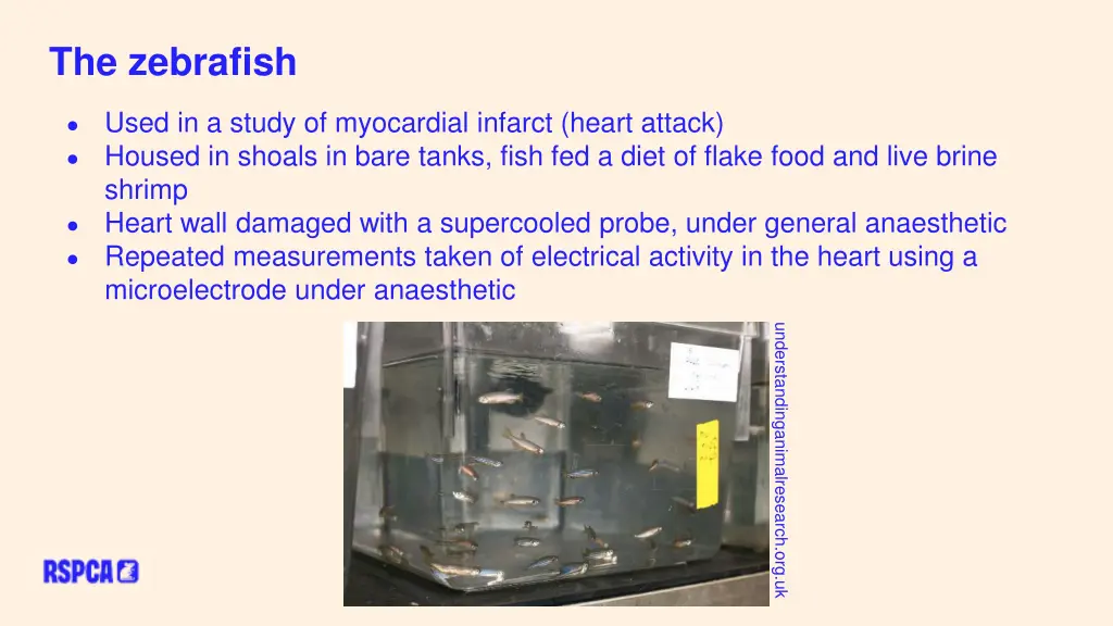 the zebrafish
