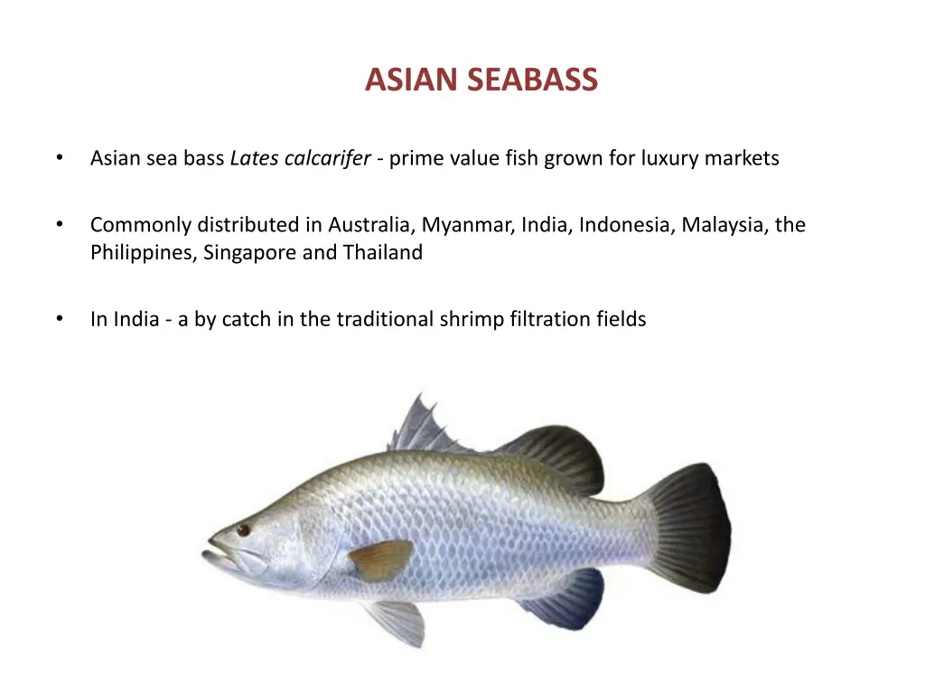 asian seabass