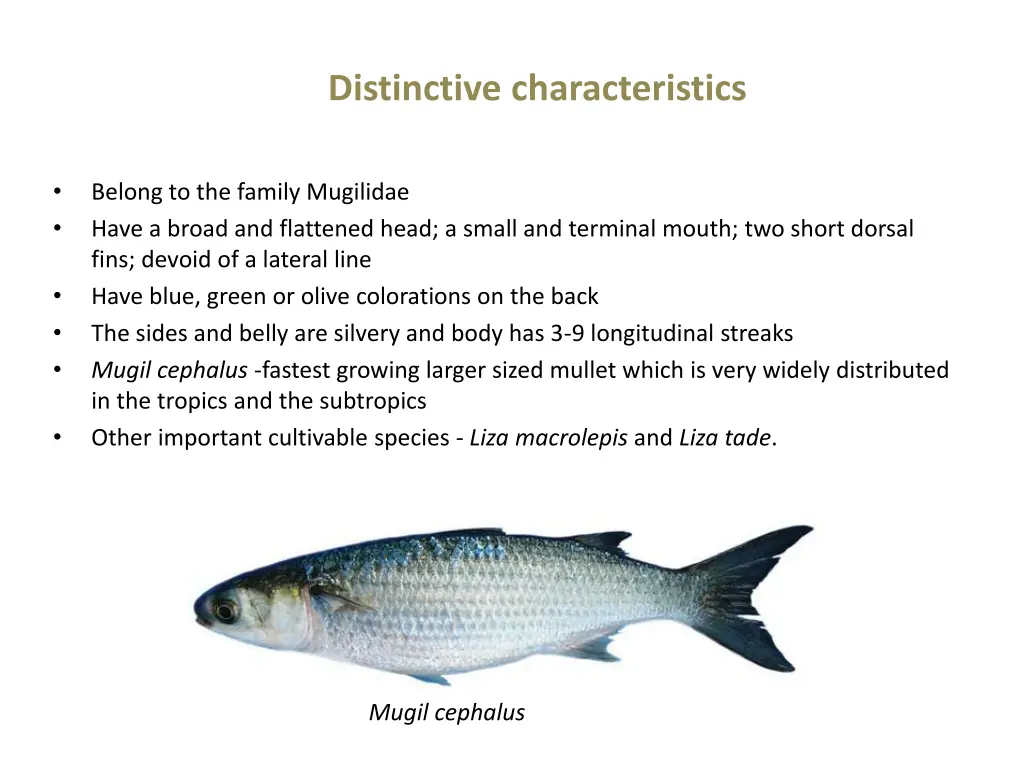 distinctive characteristics