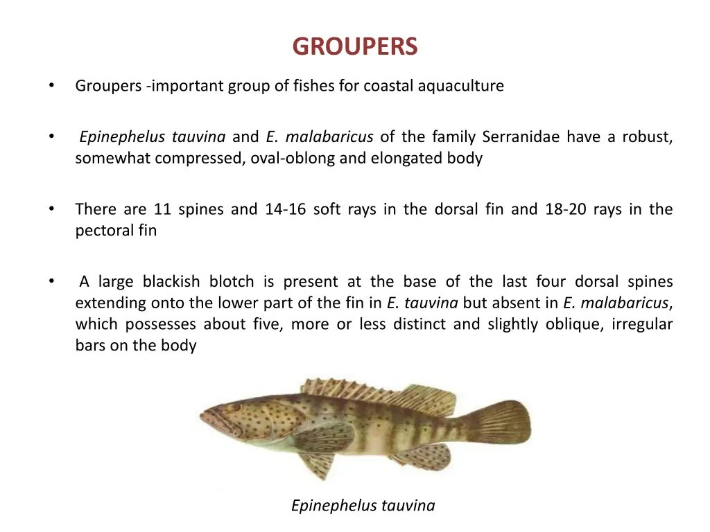 groupers