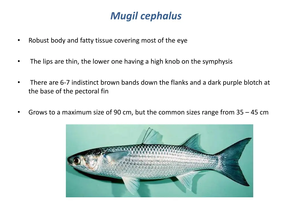 mugil cephalus