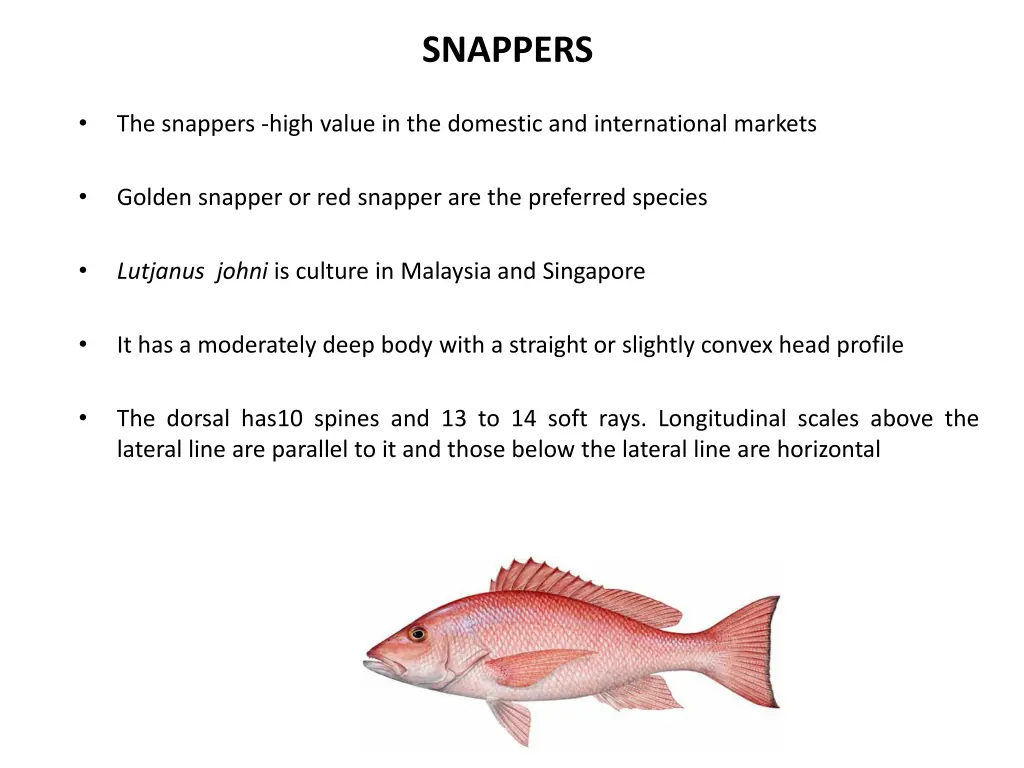 snappers