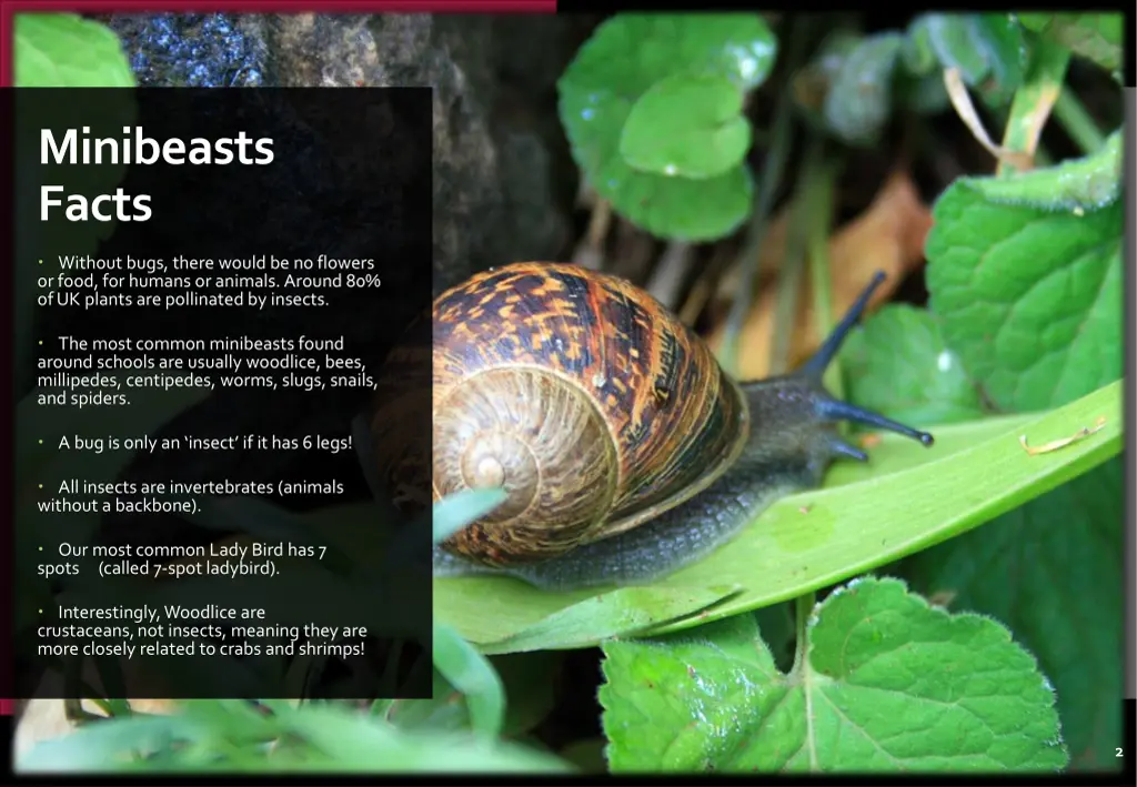 minibeasts facts