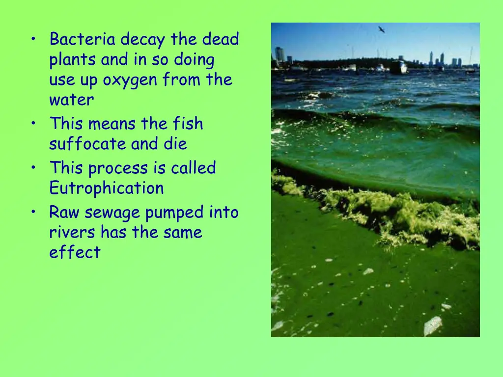 bacteria decay the dead plants and in so doing