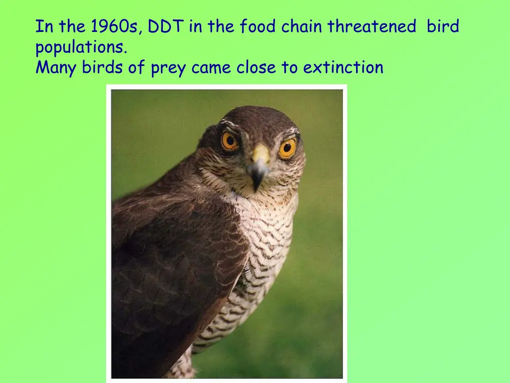 in the 1960s ddt in the food chain threatened