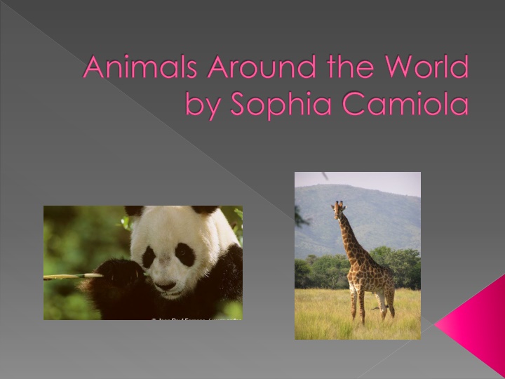 animals around the world by sophia camiola
