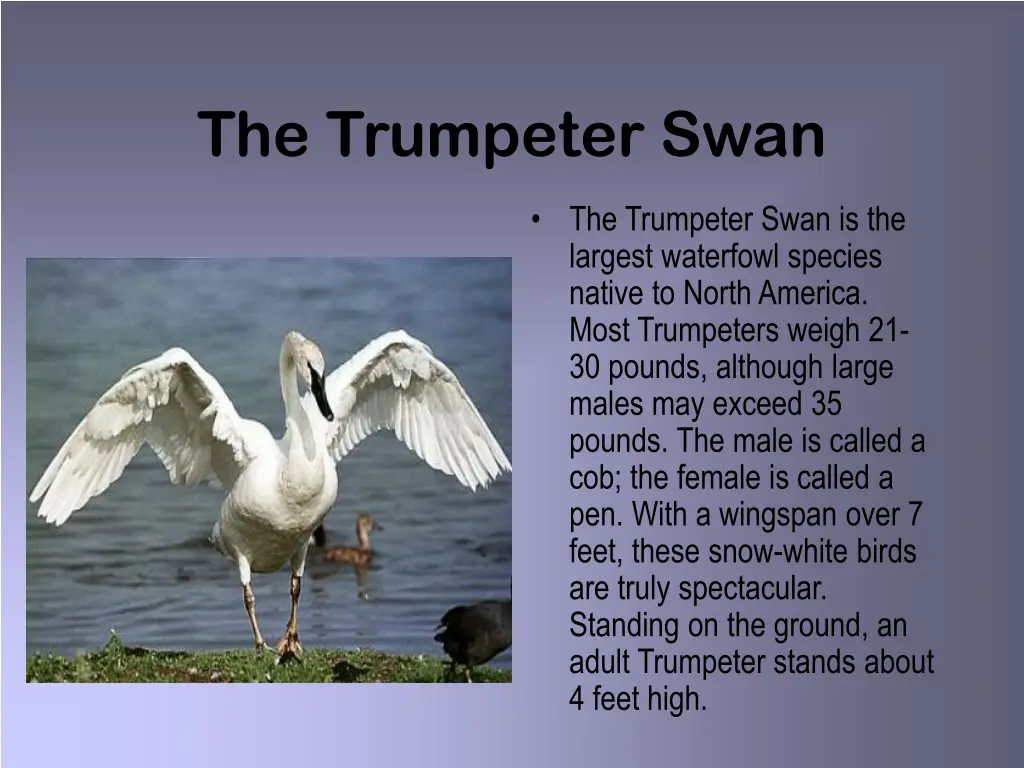 the trumpeter swan