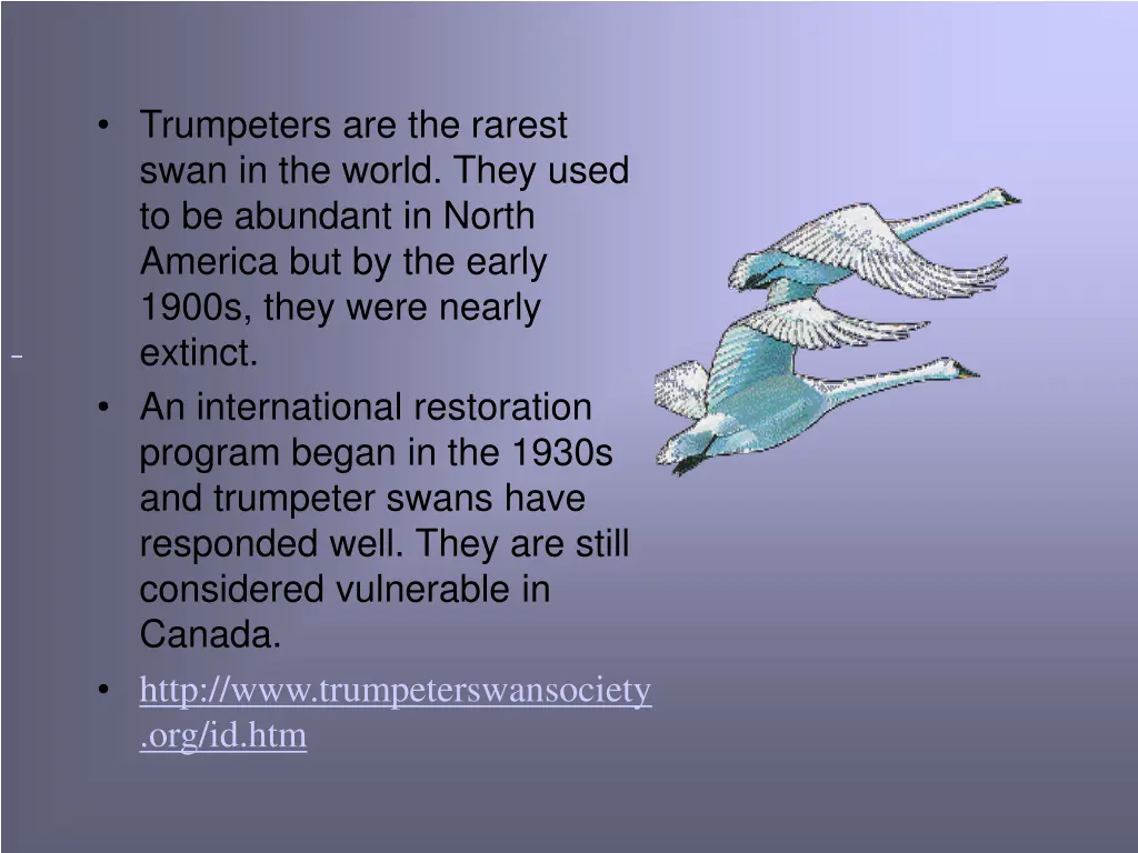 trumpeters are the rarest swan in the world they