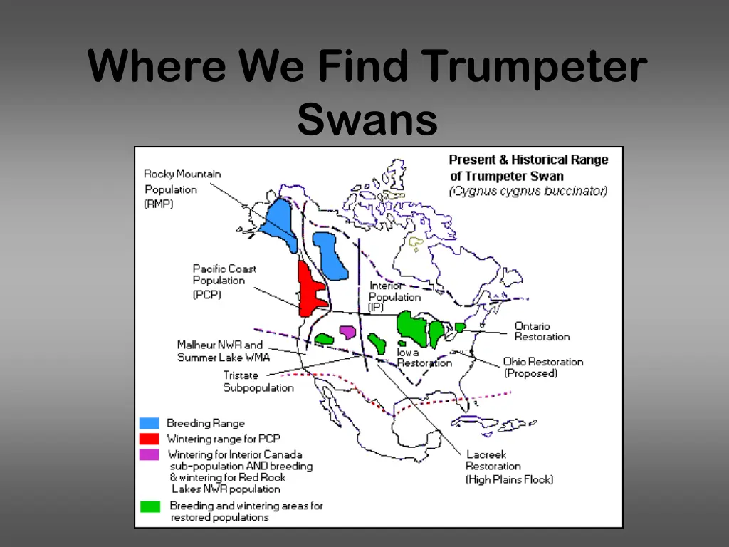 where we find trumpeter swans