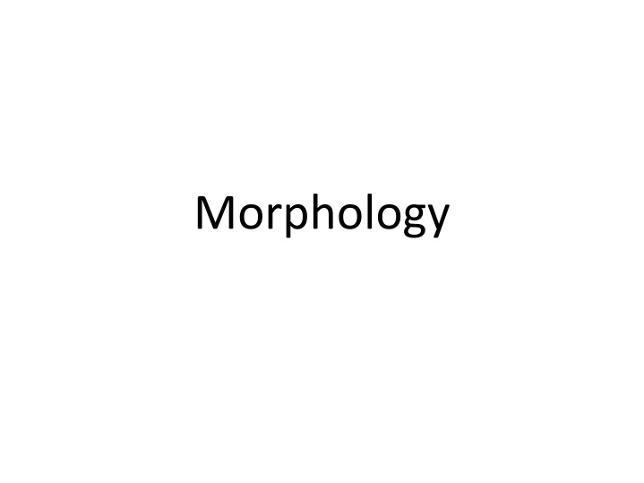 morphology