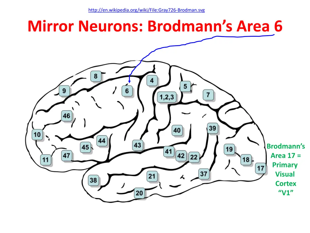 http en wikipedia org wiki file gray726 brodman