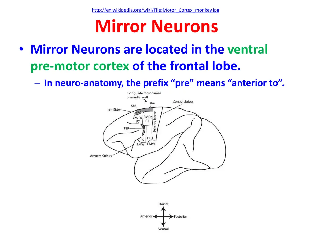 http en wikipedia org wiki file motor cortex