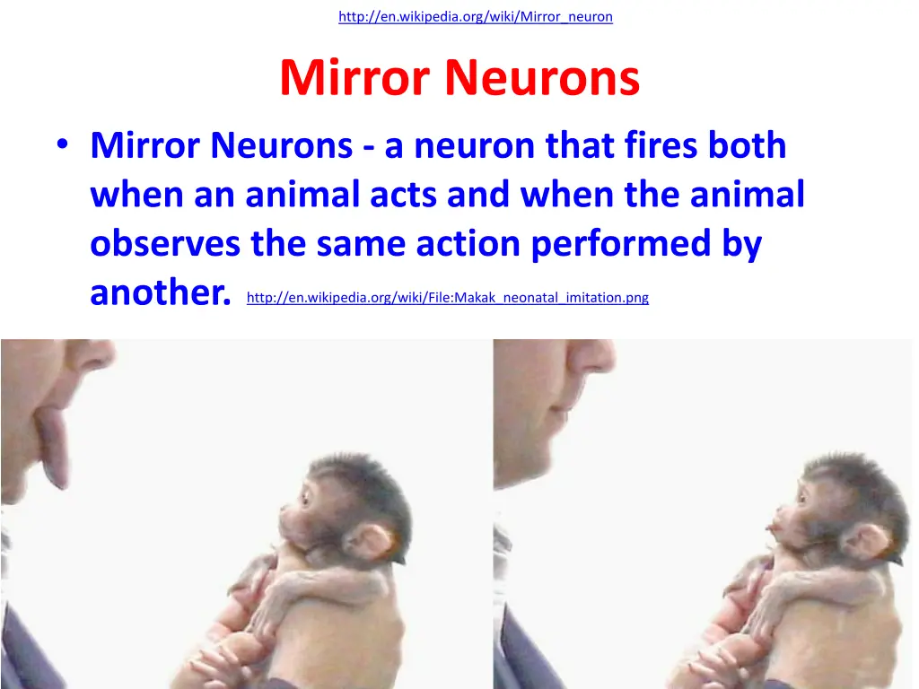 http en wikipedia org wiki mirror neuron