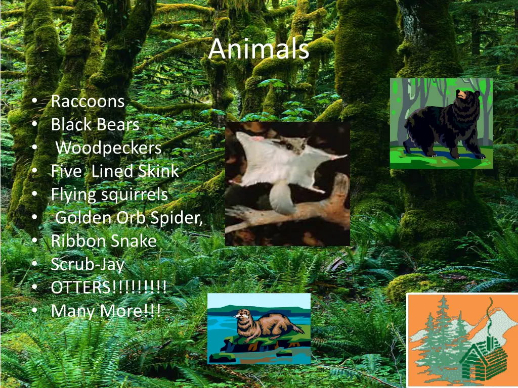 animals