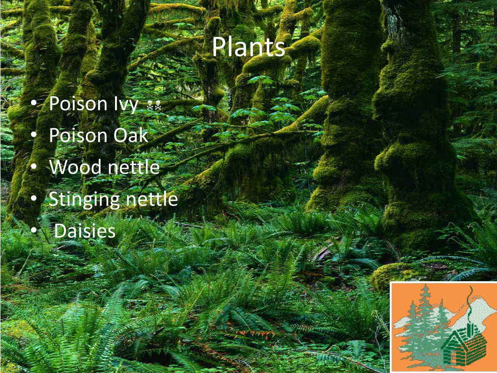 plants