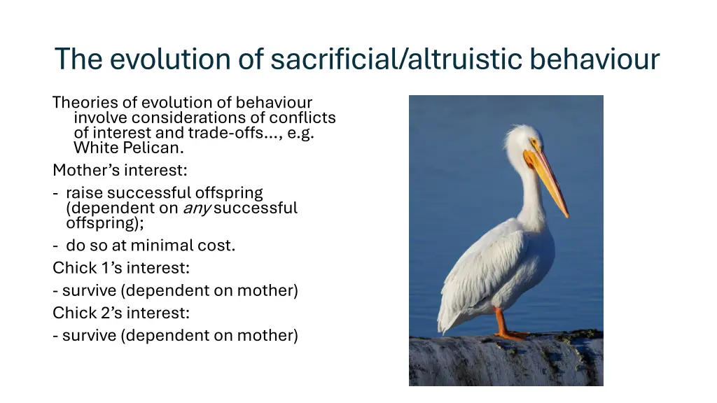 the evolution of sacrificial altruistic behaviour