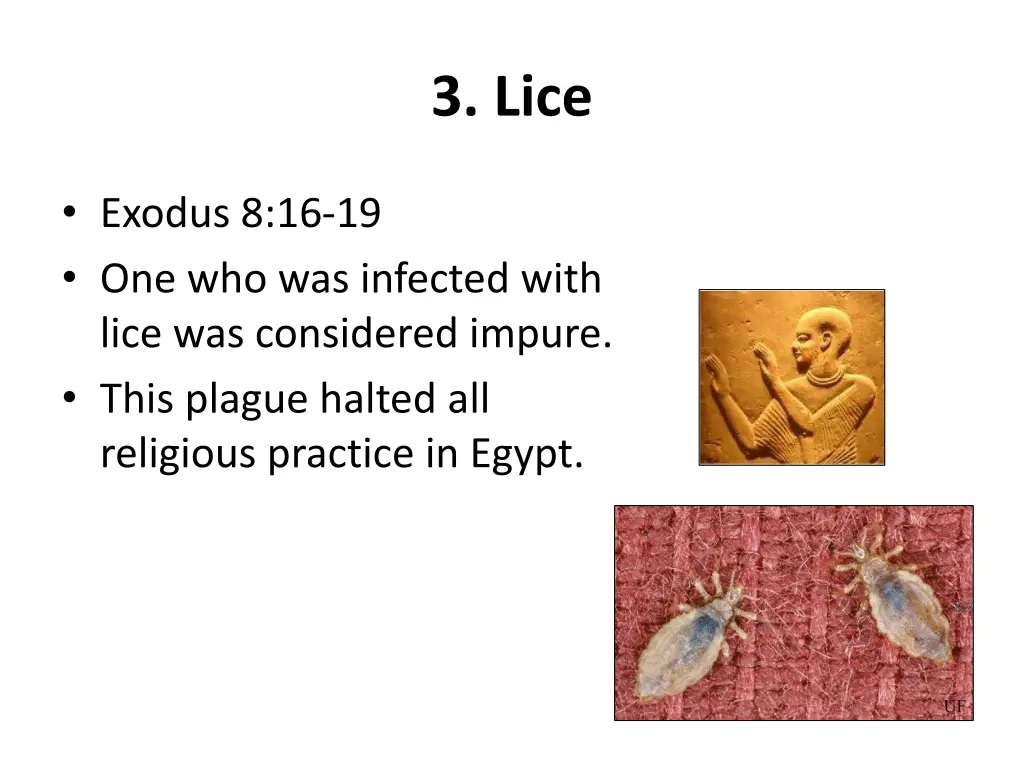 3 lice