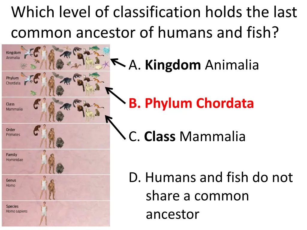 which level of classification holds the last