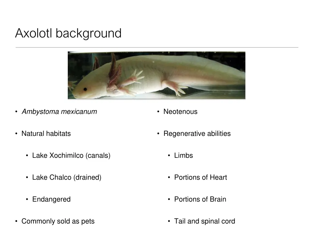 axolotl background